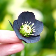 For the Love of Hellebores by Sian Egan