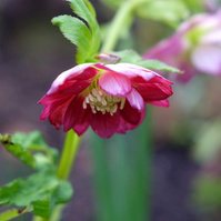 For the Love of Hellebores by Sian Egan
