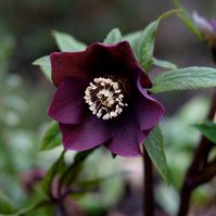 For the Love of Hellebores by Sian Egan