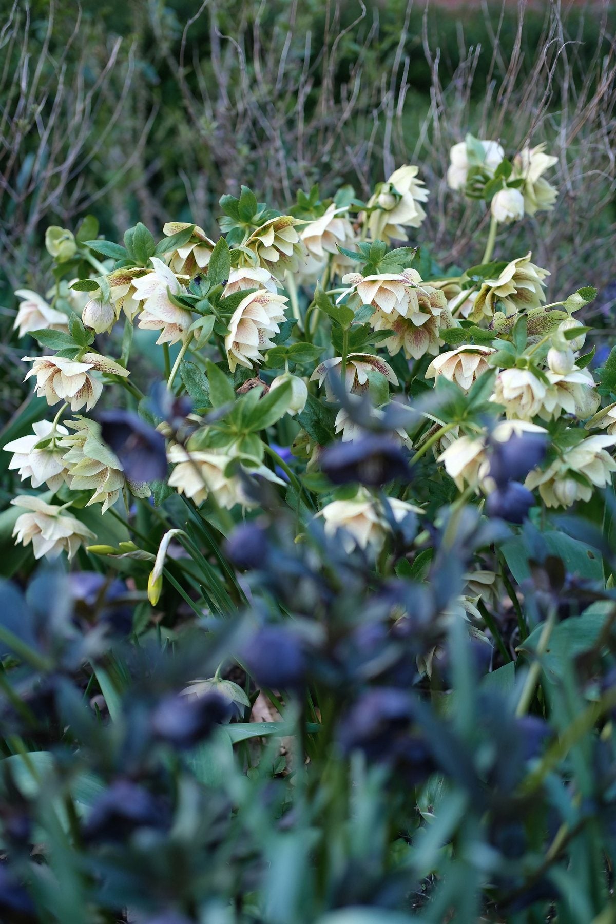For the Love of Hellebores by Sian Egan