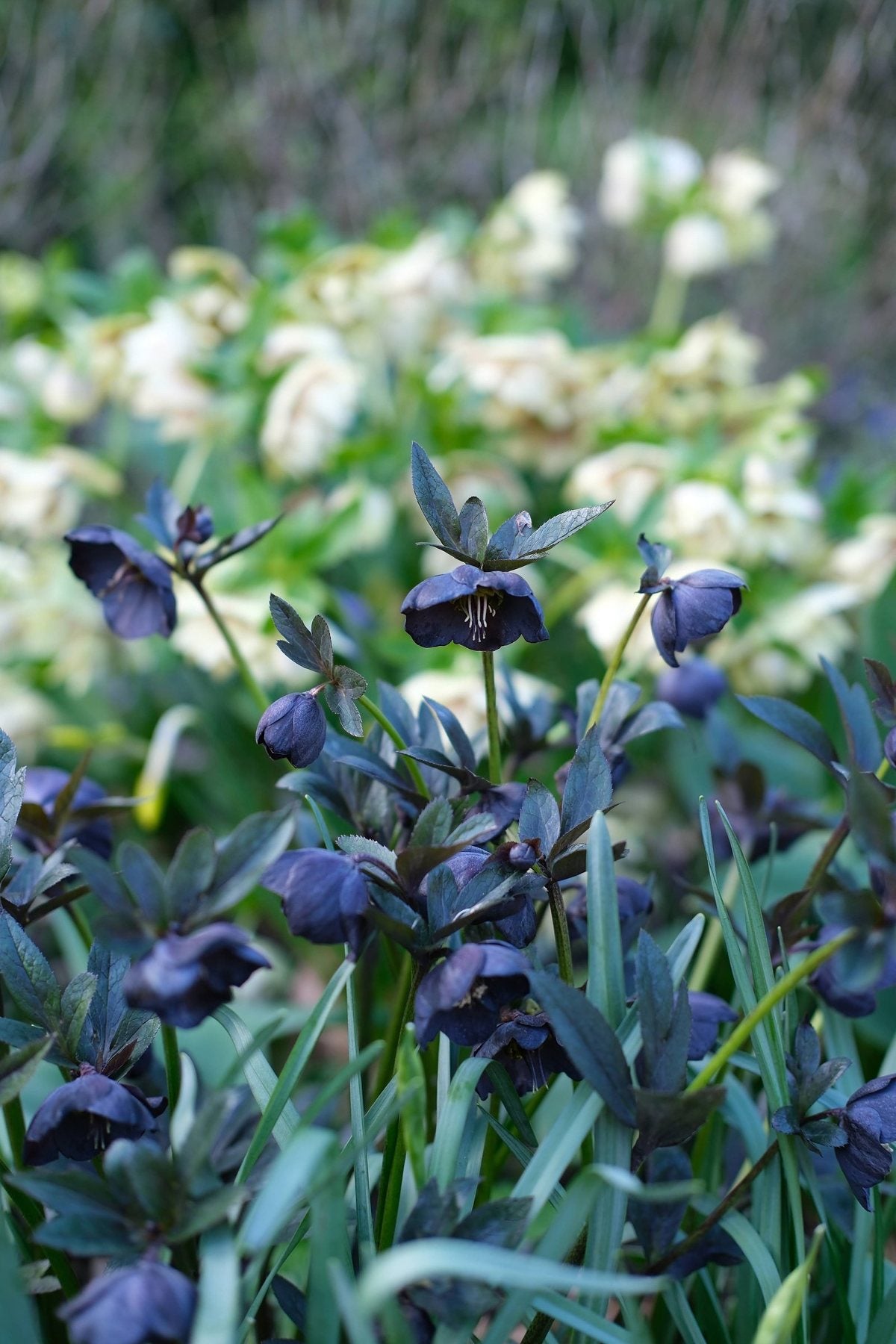 For the Love of Hellebores by Sian Egan