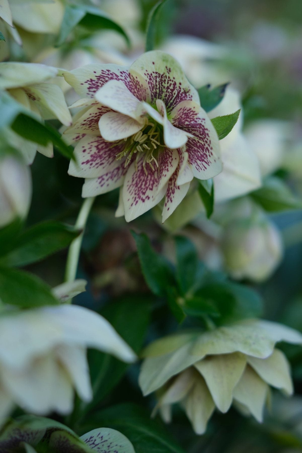 For the Love of Hellebores by Sian Egan