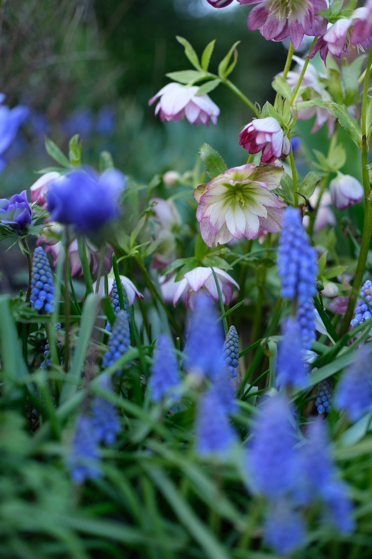 For the Love of Hellebores by Sian Egan