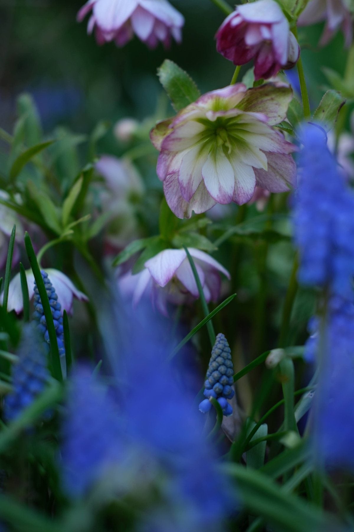 For the Love of Hellebores by Sian Egan
