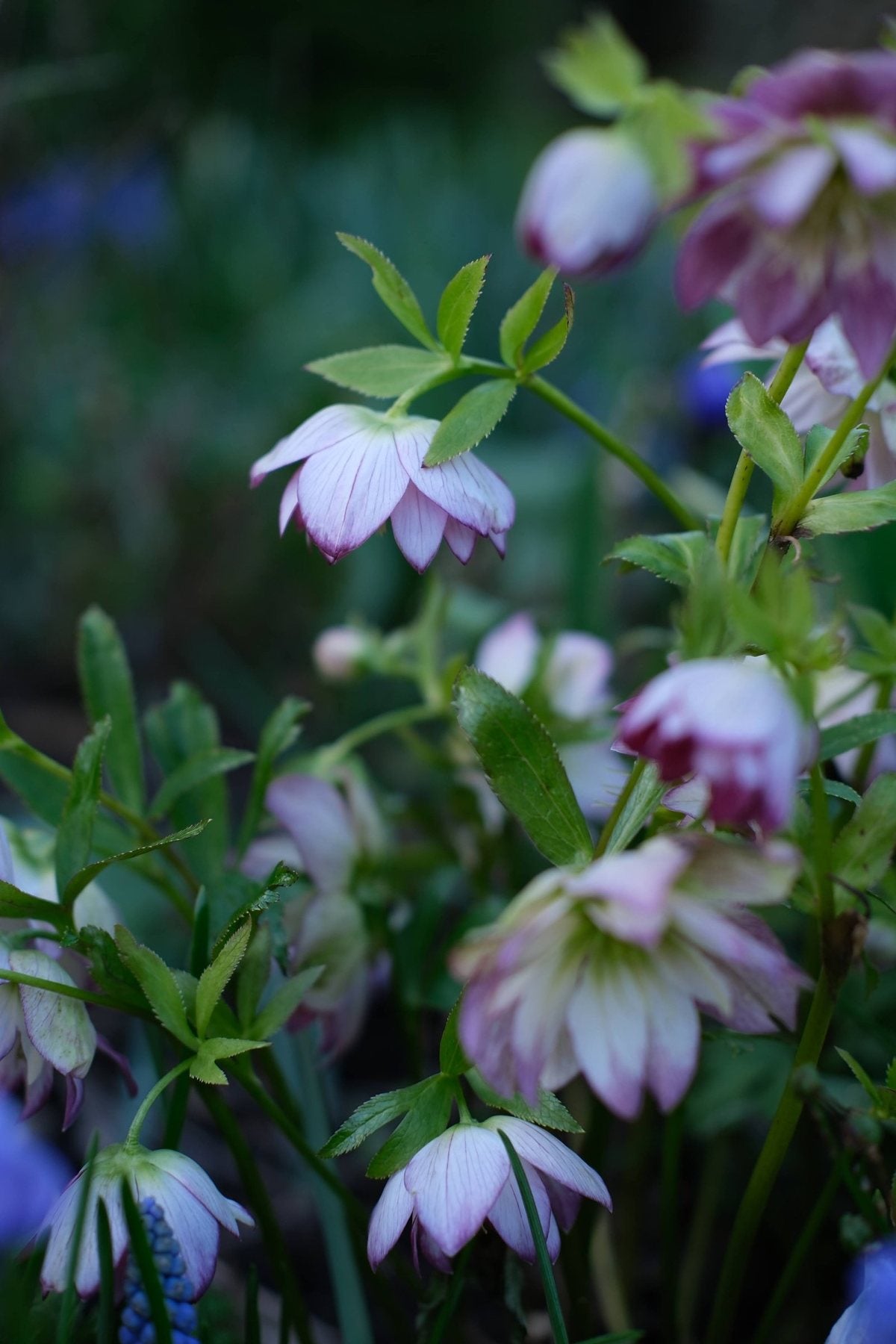 For the Love of Hellebores by Sian Egan