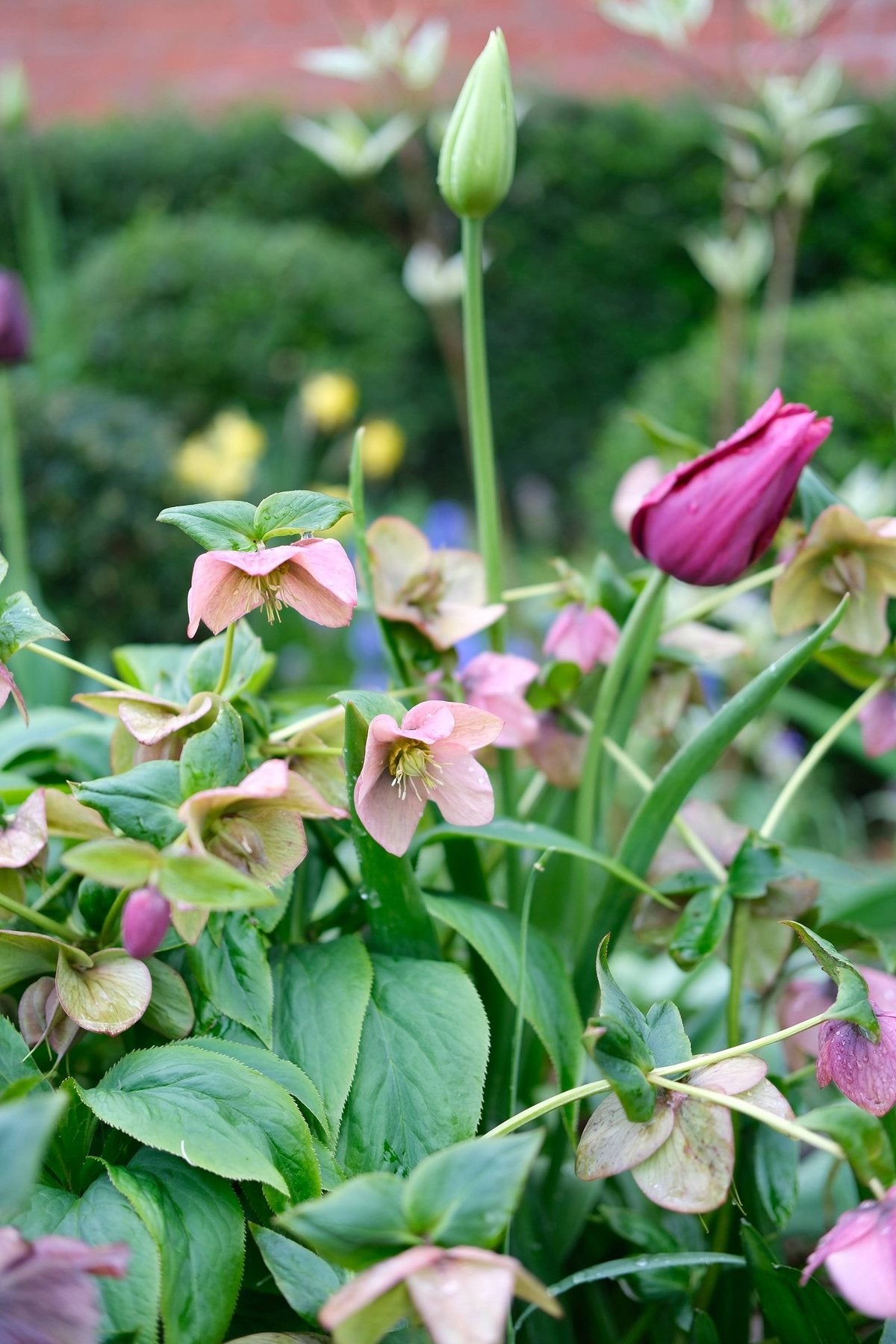 For the Love of Hellebores by Sian Egan