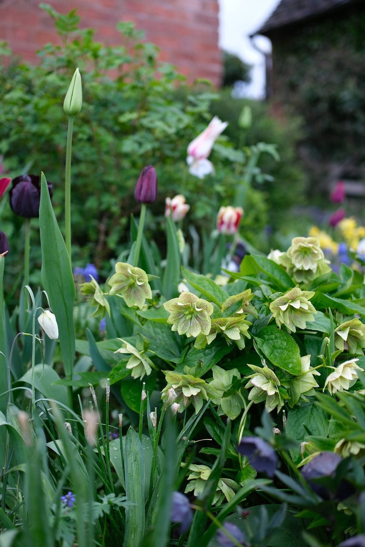 For the Love of Hellebores by Sian Egan