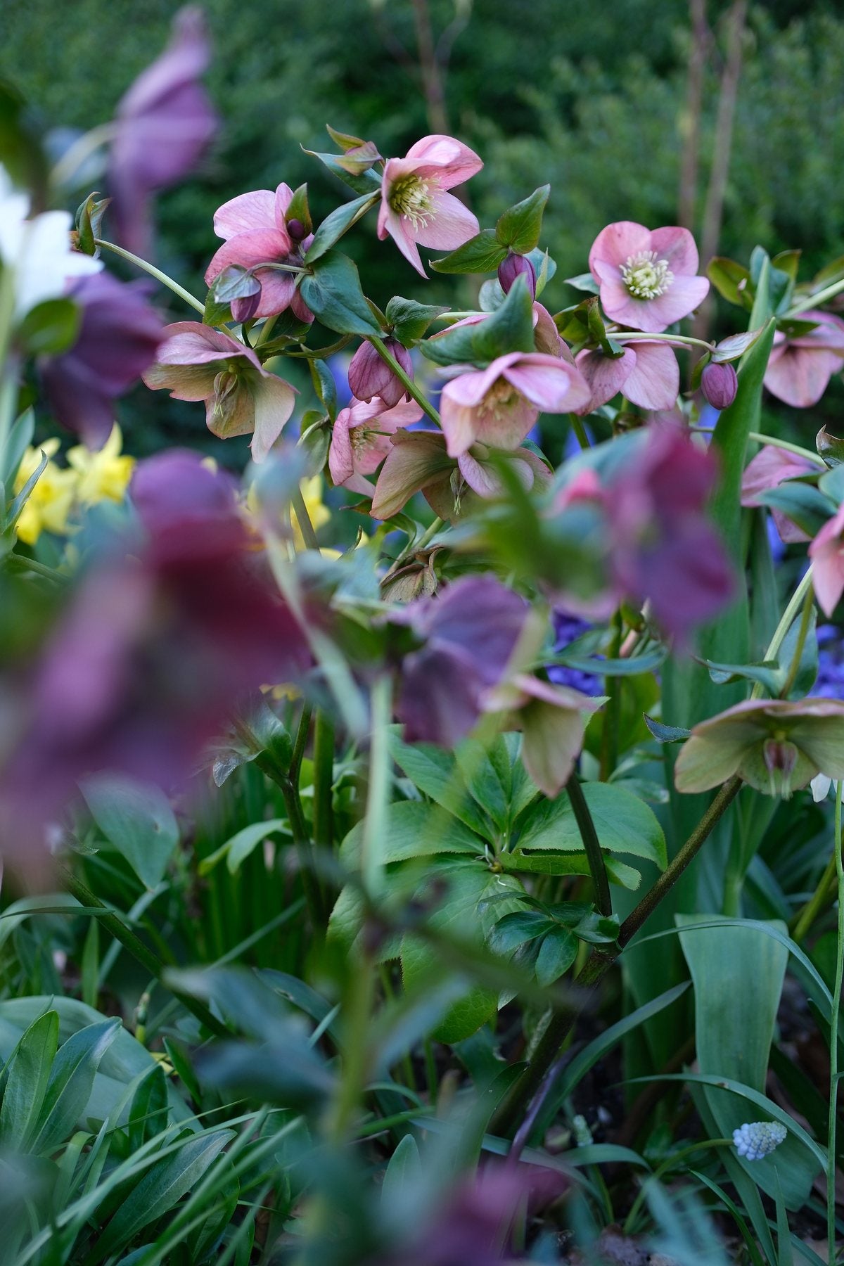 For the Love of Hellebores by Sian Egan