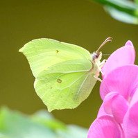 Garden Wildlife by Sian Egan