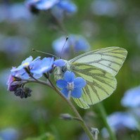 Garden Wildlife by Sian Egan