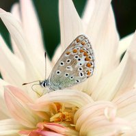Garden Wildlife by Sian Egan