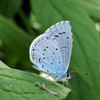 Garden Wildlife by Sian Egan