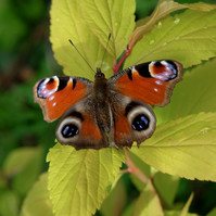 Garden Wildlife by Sian Egan