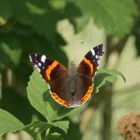 Garden Wildlife by Sian Egan