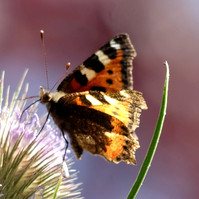 Garden Wildlife by Sian Egan