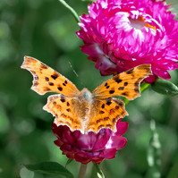 Garden Wildlife by Sian Egan
