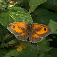 Garden Wildlife by Sian Egan
