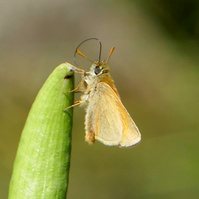 Garden Wildlife by Sian Egan