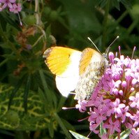 Garden Wildlife by Sian Egan