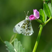 Garden Wildlife by Sian Egan