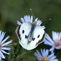 Garden Wildlife by Sian Egan
