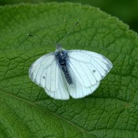 Garden Wildlife by Sian Egan