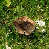 Garden Wildlife by Sian Egan