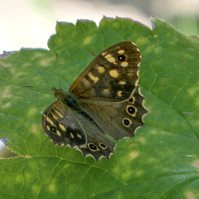 Garden Wildlife by Sian Egan