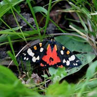 Garden Wildlife by Sian Egan
