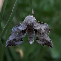 Garden Wildlife by Sian Egan