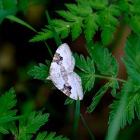 Garden Wildlife by Sian Egan