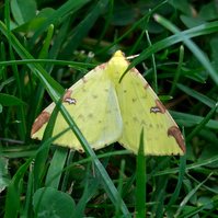 Garden Wildlife by Sian Egan