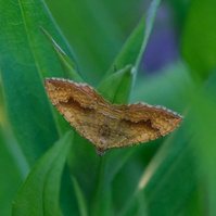 Garden Wildlife by Sian Egan