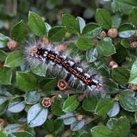 Garden Wildlife by Sian Egan