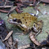 Garden Wildlife by Sian Egan