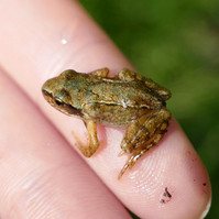 Garden Wildlife by Sian Egan