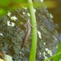 Garden Wildlife by Sian Egan