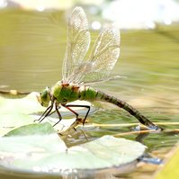 Garden Wildlife by Sian Egan