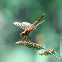 Garden Wildlife by Sian Egan