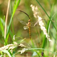 Garden Wildlife by Sian Egan