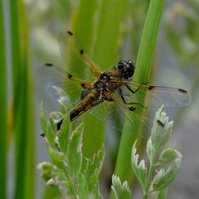 Garden Wildlife by Sian Egan