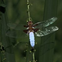 Garden Wildlife by Sian Egan