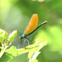 Garden Wildlife by Sian Egan