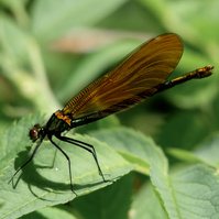Garden Wildlife by Sian Egan
