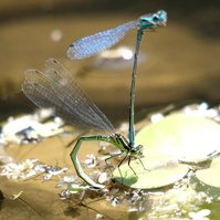 Garden Wildlife by Sian Egan