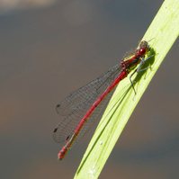 Garden Wildlife by Sian Egan