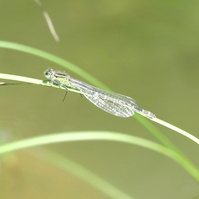 Garden Wildlife by Sian Egan