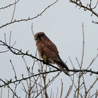 Garden Wildlife by Sian Egan