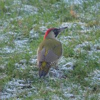 Garden Wildlife by Sian Egan
