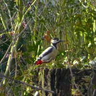 Garden Wildlife by Sian Egan